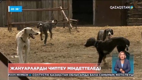 Ит пен мысығын чиптемеген азаматтар 10 АЕК көлемінде айыппұл төлеуі мүмкін