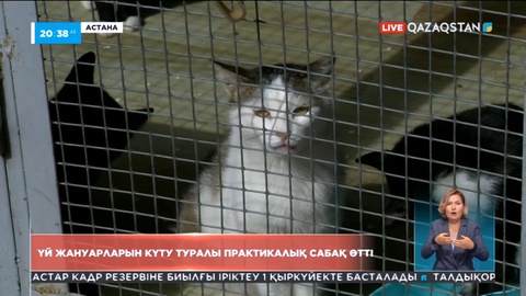 Астанада үй жануарларын күту туралы практикалық сабақ өтті