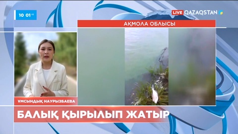 Ақмола облысындағы Есіл өзенінде балық қырылып жатыр