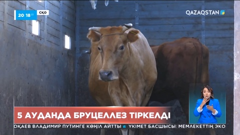 СҚО-да ірі қарадан бруцеллез анықталды