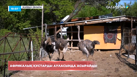 Шу қаласының тұрғыны ауласында түйеқұс өсіріп отыр