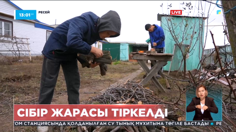 Ресейде Сібір жарасы тіркелді