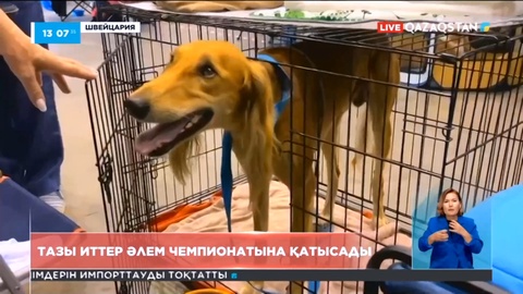 Тазы иттер Әлем чемпионатына қатысады