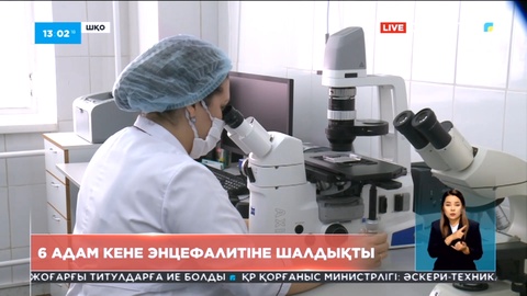 Шығыс Қазақстан облысында 6 адам кене энцефалитіне шалдықты