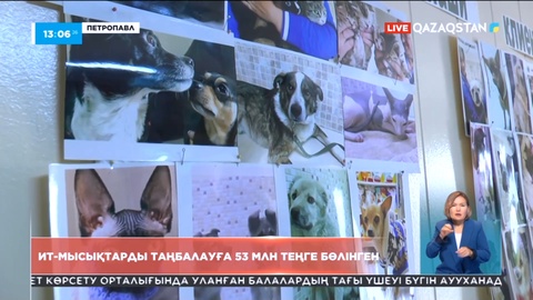 СҚО-да ит-мысықтарды таңбалауға 53 млн теңге бөлінген
