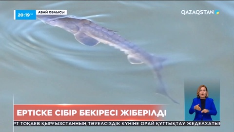 Ертіс өзенінде жойылып кеткен Сібір бекіресін мамандар қайта молайтып жатыр