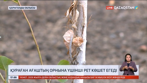 Қарағандыда қураған ағаштың орнына үшінші рет көшет егеді