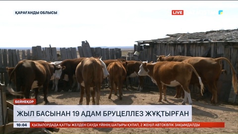 Қарағанды облысында жыл басынан бері 19 адам малдан бурцеллез жұқтырды