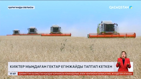 Қарағанды облысында киіктер мыңдаған гектар егінжайды таптап кеткен