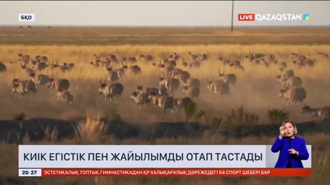 Батыс Қазақстан облысында киіктер егістік пен жайылымды отап тастады
