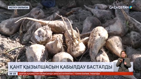 Жетісу облысында қант қызылшасын қабылдау басталды