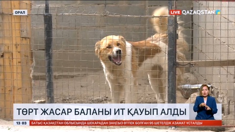Батыс Қазақстанда төрт жасар баланы ит қауып алды