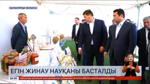Қызылорда облысындағы күріштік алқаптарда егін жинау науқаны басталды