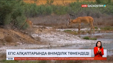 Қостанайда егіс алқаптарында өнімділік төмендеді