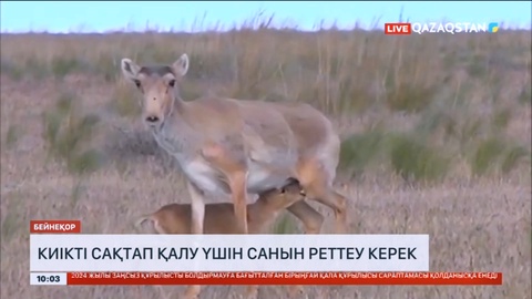 Отандық ғалымдар: Киікті сақтап қалу үшін санын реттеу керек