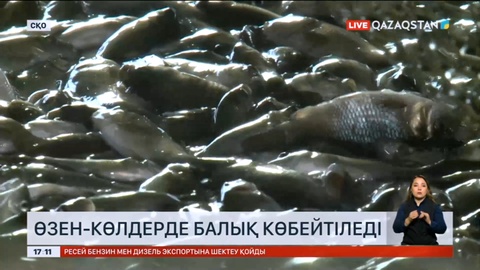 Солтүстік Қазақстанда Есіл өзеніне 1 млн шабақ жіберілді