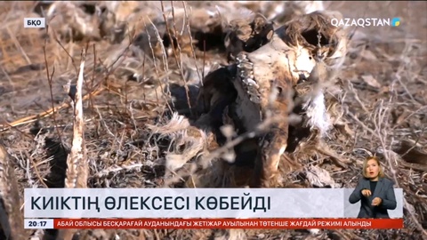 Батыс Қазақстандағы аудандарда киіктің өлексесі көбейді