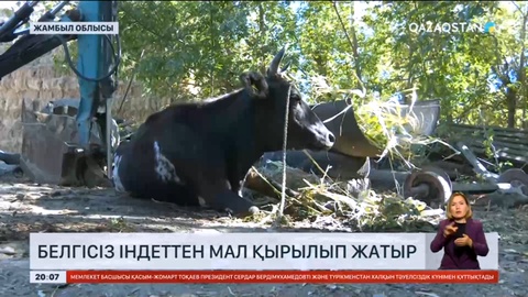 Жамбылдық шаруалардың малы жұмбақ өлімнен қырылып жатыр