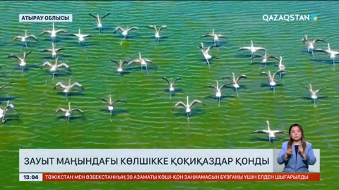 Атырау облысында 3 миллионға жуық шабақ құтқарылды