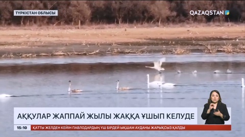 Түркістан облысында аққулар жаппай жылы жаққа ұшып келуде