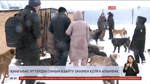 Қаңғыбас иттердің санын азайту заңмен қолға алынады