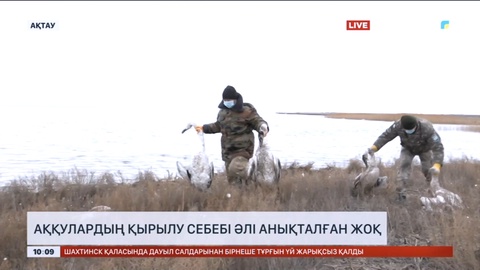 Аққулардың қырылу себебі әлі анықталған жоқ