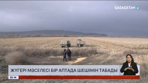 Жетісу облысындағы жүгері мәселесі бір аптада шешімін табады