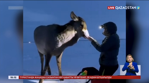 Бурабайда балықшының маралды тамақтандырған сәті видеоға түсіп қалды