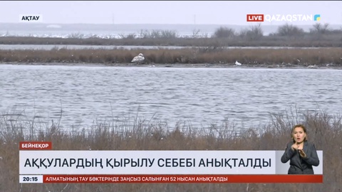 Маңғыстауда аққулардың қырылу себебі анықталды