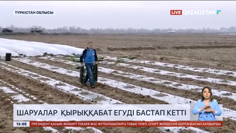 Түркістан облысында шаруалар қырыққабат егуді бастап кетті