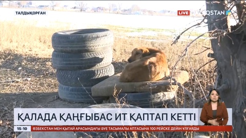 Талдықорғанда қаңғыбас иттер қаптап кетті