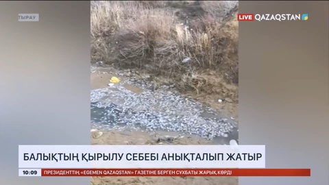 Атырау облысында балықтың қырылу себебі анықталып жатыр
