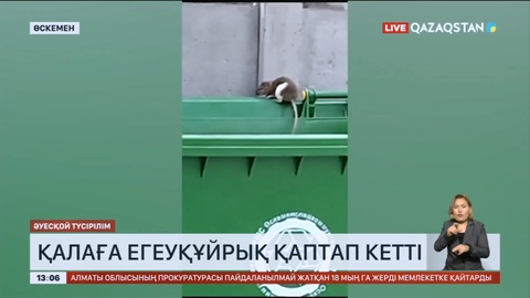 Өскеменде егеуқұйрық қаптап кетті