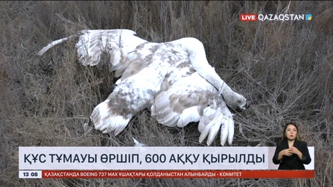 Маңғыстауда құс тұмауы өршіп, 600 аққу қырылды