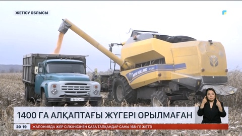 Жетісу облысында 1400 га алқаптағы жүгері орылмаған