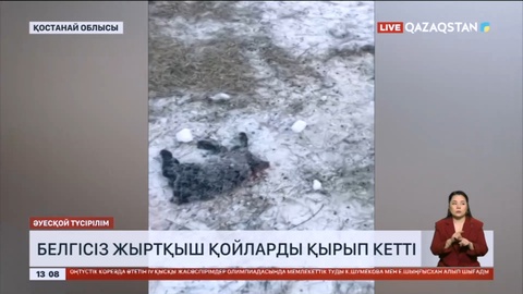 Қостанай облысында белгісіз жыртқыш қойларды қырып кетті