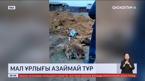 Батыс Қазақстан облысында мал ұрлығы өршіп тұр