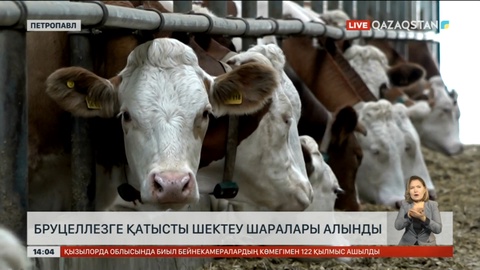 Солтүстік Қазақстанда бруцеллезге қатысты шектеулер алынып тасталды
