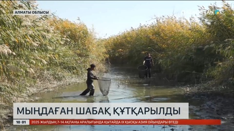 Алматы облысында мыңдаған шабақ құтқарылды