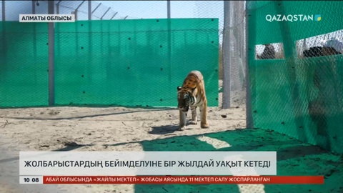 Нидерландыдан әкелінген жолбарыстардың бейімделуіне бір жылдай уақыт кетеді