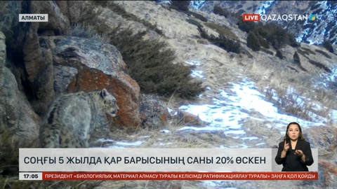 Соңғы 5 жылда ілбістің саны 20% өскен