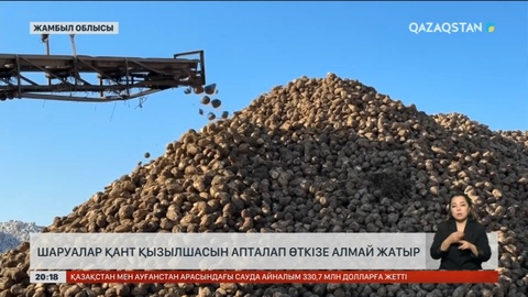 Жамбылда шаруалар қант қызылшасын апталап өткізе алмай жатыр