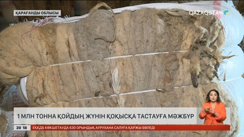 Қарағандылық шаруалар 1 млн тонна қойдың жүнін қоқысқа тастауға мәжбүр