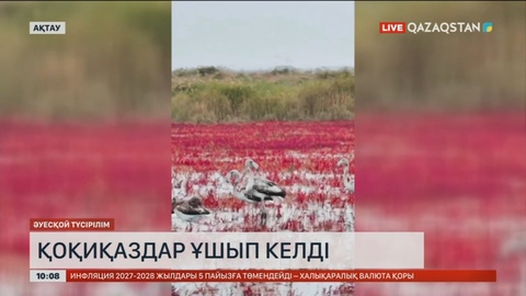 Ақтауға қоқиқаздар ұшып келді