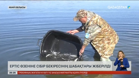 Ертіс өзеніне Сібір бекіресінің шабақтары жіберілді
