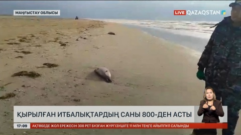 Каспий жағасында өлген итбалықтың саны 800-ден асты