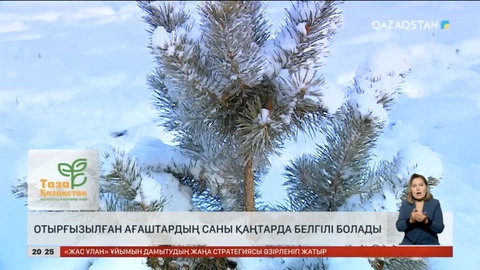 Отырғызылған ағаштардың саны қаңтарда белгілі болады