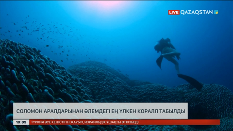 Соломон аралдарынан әлемдегі ең үлкен коралл табылды