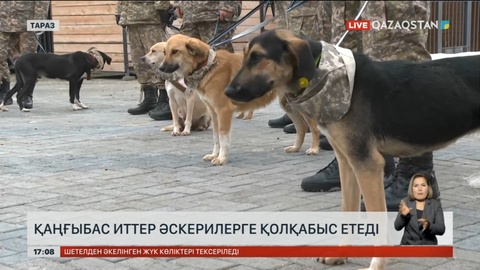 Қаңғыбас иттер Қарулы күшке қызмет ететін болды