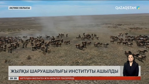 Ақтөбеде жылқы шаруашылығы институты ашылды